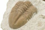Unusual, Delphasaphus Trilobite With Partial - Russia #200468-8